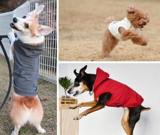 ペットスエット 犬のスポーツドリンクで熱中症対策バッチリ 送料無料 室内犬の暑さ対策グッズ特集ブログ